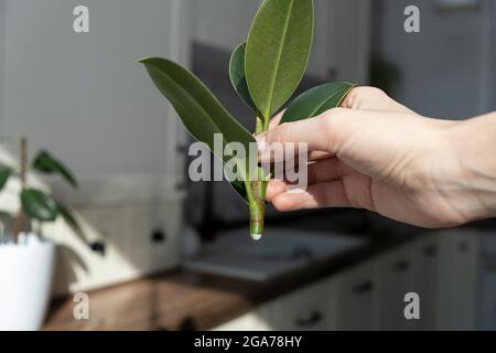 ficus-Stecklinge. Topfpflanzen züchten. Ficus elastica. Stockfoto