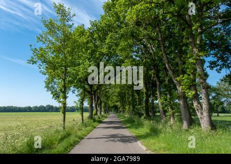 Eine kleine Straße zwischen Bäumen in einer typisch holländischen Landschaft an einem hellen sonnigen Tag in den niederlanden Stockfoto