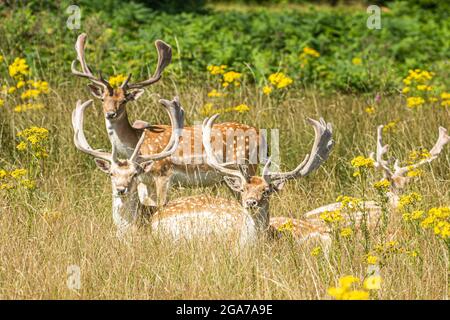 London, Großbritannien. 29. Juli 2021. Damhirsche ruhen im Gras unter den Gänseblümchen im Richmond Park. Credit amer Ghazzal/Alamy Live News Stockfoto