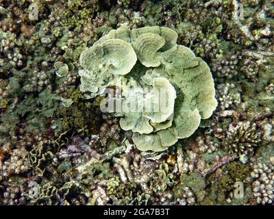 Koh Tao, Thailand Stockfoto