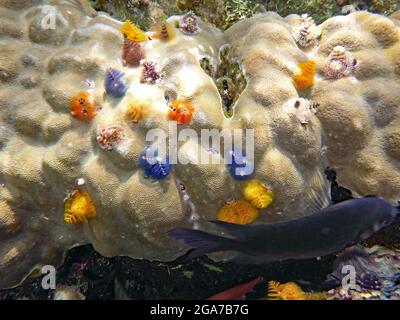 Koh Tao, Thailand Stockfoto