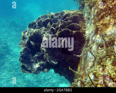 Koh Tao, Thailand Stockfoto