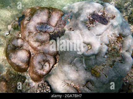 Koh Tao, Thailand Stockfoto