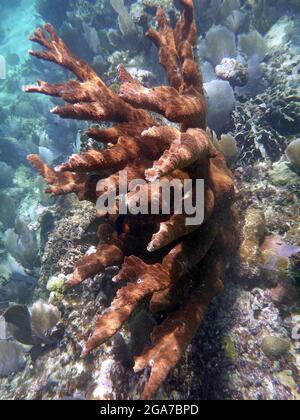 Koh Tao, Thailand Stockfoto