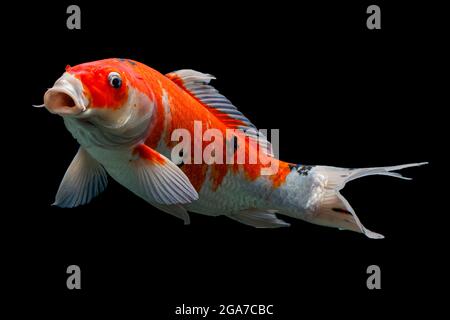 Koi Fisch Gold isoliert auf schwarzem Hintergrund Stockfoto