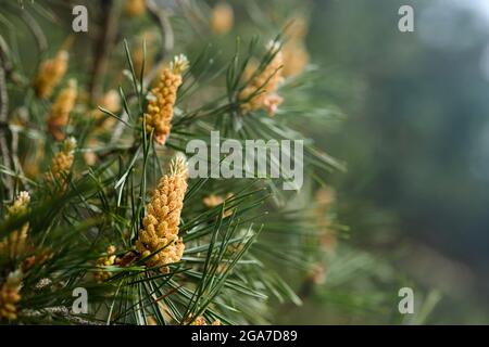 Pinus sylvestris Scotch Pine Europäische Rotkiefer Schotten Pine oder Baltische Kiefer Nahaufnahme Makro selektiven Fokus Zweig mit Zapfen Blüten und Pollen über out Stockfoto