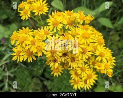 Leuchtend gelbe, gewöhnliche Ragwurzblüten, Senecio jacobaea Stockfoto