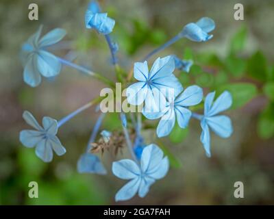 Hübsche blaue Umhang-Bleiwurzblüten, Plumbago auriculata Stockfoto