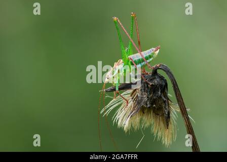 Gesprenkeltes Buschkricket-Männchen, das in der Abenddämmerung auf einer trockenen Wiesenblume sitzt. Verschwommener Hintergrund, Nahaufnahme. Gattungsart Leptophyes punctatissima. Stockfoto