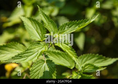 Urtica dioica, oft auch als Brennnessel, Brennnessel oder Brennnesselblatt bekannt, die auf dem Fluss Mole, Leatherhead, Surrey, England, UK, Sommer, 2021. Juli Stockfoto
