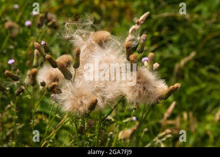 Milchdistel (Silybum marianum), weißer, flauschiger Pappus, der Samen (pappi) im Wind bläst, entlang des Flusses Mole, des lokalen Naturschutzgebietes, Leatherhead, Surrey, eng Stockfoto