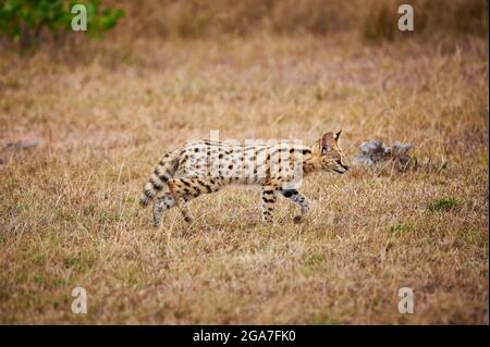 Serval Cub (Leptailurus serval), Serengeti-Nationalpark, Tansania, Afrika Stockfoto