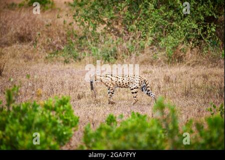 Serval mit Maus als Beute im Mund (Leptailurus serval), Serengeti Nationalpark, Tansania, Afrika Stockfoto