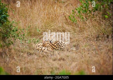 Serval mit Jungtier (Leptailurus serval), Serengeti National Park, Tansania, Afrika mit gesäuberten Jungen (Leptailurus serval), Serengeti Nationa Stockfoto