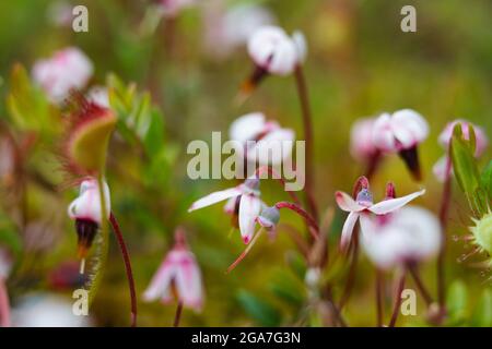 Eine Gruppe von blühenden Preiselbeeren in ihrer natürlichen Umgebung, Tver Region, Russland Stockfoto