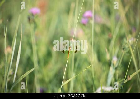 Eine Drachenfliege sitzt auf einem Grashalm, Kaluga-Region, Russland Stockfoto