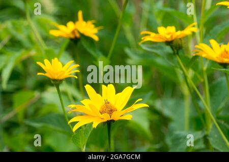 Heliopsis helianthoides, raue Ochsenaugen-gelbe Blüten in Wiesencloseup selektiver Fokus Stockfoto