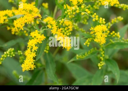 Solidago canadensis, Kanada Goldrute Sommergelbe Blüten Nahaufnahme selektiver Fokus Stockfoto