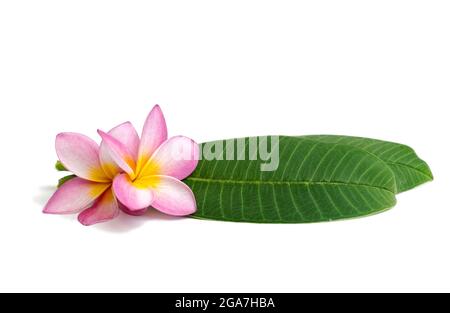 Frangipani Blüten mit Blättern isoliert auf weiss Stockfoto