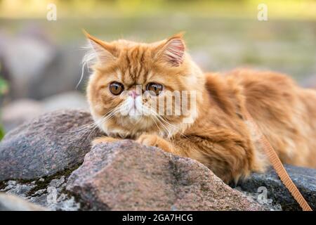 Nahaufnahme einer Rotperskatze mit großen orangefarbenen runden Augen Stockfoto