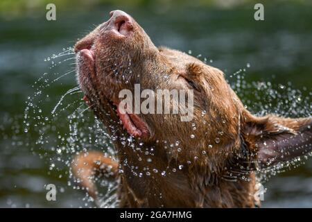Hund schüttelt Wasser ab - Nahaufnahme von Hunden Kopf Nahaufnahme von Hund und Wassertropfen Stockfoto