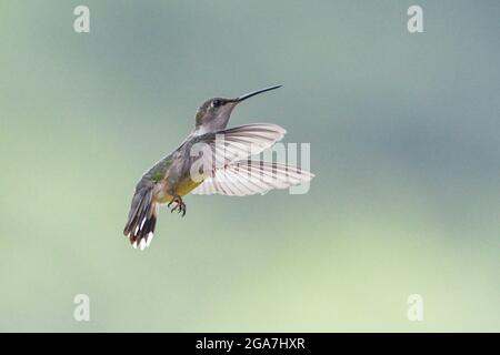 Rubinkehliger Kolibri Archilochus colubris auf einem Kolibri-Futterhäuschen im Adirondack State Park New York Stockfoto