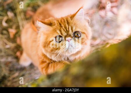 Persische rote Katze schärft ihre Krallen gegen den Baum Stockfoto