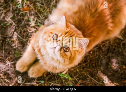 Lustige Rote Perserkatze im Herbst Hintergrund, Draufsicht Stockfoto
