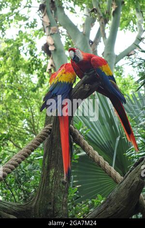 Zwei scharlachrote Aras, wunderschöne Papageien, die im Juni in Orlando, Florida, an einem Seil in einem von Laub umgebenen Baum sitzen Stockfoto