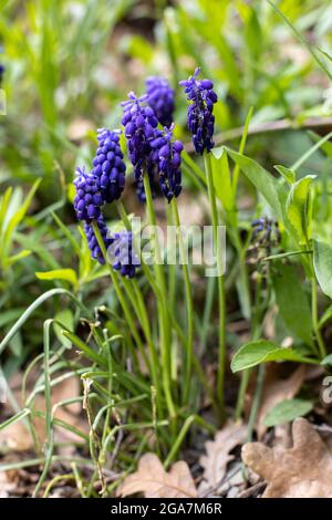 Blaue Muscari blüht im grünen Gras Frühling Stockfoto