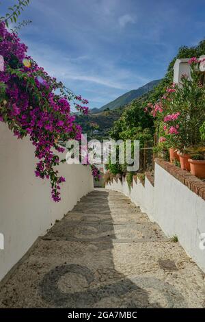 Blick auf eine Straße in Frigiliana, Pueblo Blanco, typisch spanische Dorfarchitektur im südlichen Teil des Landes Stockfoto