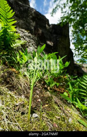 Kamille-Traubenfarn (Botrychium matricariifolium) wächst auf einer felsigen Klippe, wildes Finnland. Stockfoto