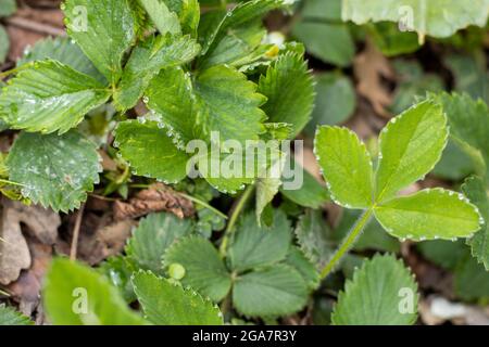 Tropfen Morgentau auf grüne Erdbeerblätter. Stockfoto