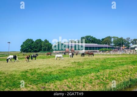Pferde auf der Wiese vor einem Management Stockfoto