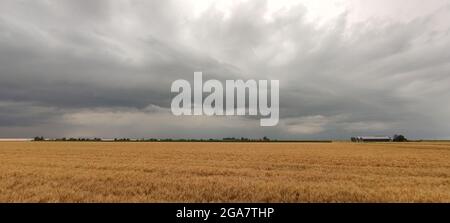 Sturmwolken sammeln sich über goldenen Weizenfeldern Stockfoto