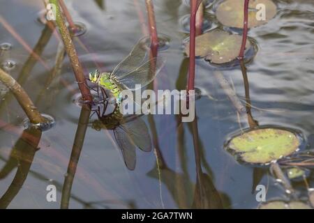 Single weibliche Kaiser Libelle Anax Imperator Eier auf Teichpflanzen Großbritannien Stockfoto