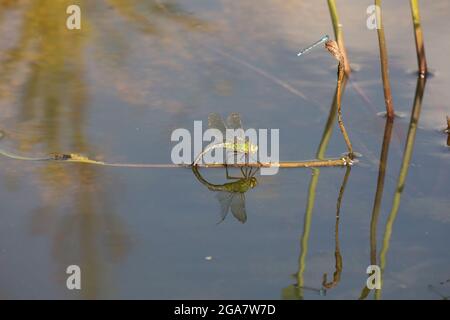 Single weibliche Kaiser Libelle Anax Imperator Eier auf Teichpflanzen Großbritannien Stockfoto
