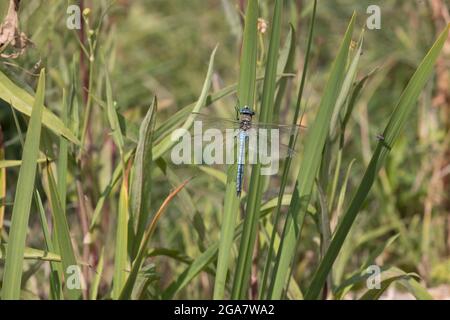 Einzelner männlicher Kaiser-Libelle Anax-Imperator, der auf einem Wasserpflanzenstiel in einem kleinen Teich in Cotswolds, Großbritannien, thront Stockfoto