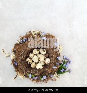 Wachteleier brüten in einem Vogel mit Frühlingsblumen auf meliertem grauem Hintergrund. Natürliches Konzept für gesunde Ernährung. Draufsicht, flach liegend, Kopierbereich. Stockfoto