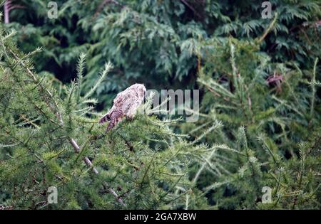 Langohrige Eulenküken, die im Baum saßen und zur Fütterung riefen Stockfoto