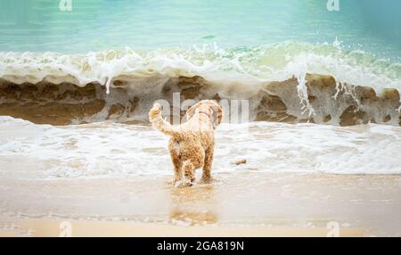 Hund, der das Meer genießt Stockfoto