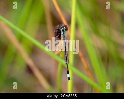Blauschwanzige Damselfliege, Ischnura elegans, in Gräsern. Stockfoto