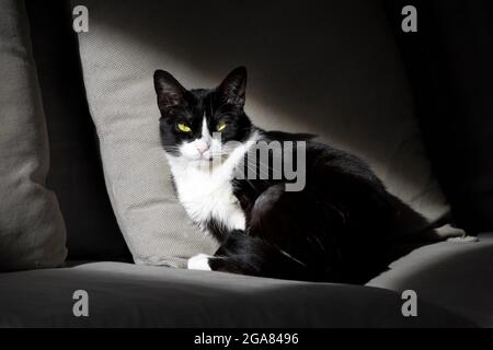 Schwarz-weiße Katze mit gelben Augen sitzt auf einem Sofa mit diagonalem Sonnenlicht. Stockfoto