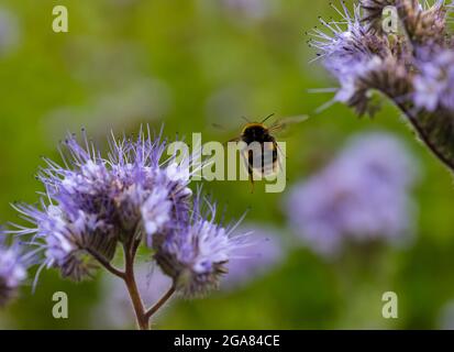 East Lothian, Schottland, Vereinigtes Königreich, 29. Juli 2021. Wetter in Großbritannien: Sonnenschein auf Ackerbau Pflanzen und Bienen: Ein Feld wird von einer voll blühenden Spitzenkultur (phacelia tanacetifolia) umgeben, die auch als violette oder blaue tansy bekannt ist und als Bestäuberanzieher fungiert. Die Blüten leben mit summenden Hummeln aller Sorten, einschließlich Weißschwanzhummeln Stockfoto