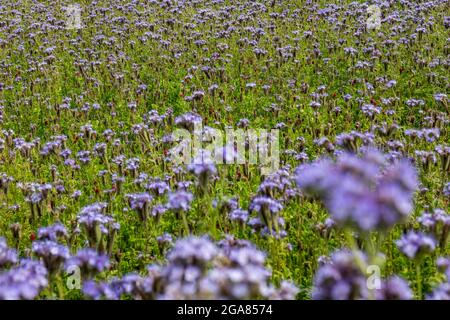 East Lothian, Schottland, Vereinigtes Königreich, 29. Juli 2021. Wetter in Großbritannien: Sonnenschein in der Landwirtschaft Pflanzen und Bienen: Ein Erntefeld wird von einer Deckpflanze aus Lacy Phacelia (Phacelia tanacetifolia) in voller Blüte umrandet, die auch als violetter oder blauer Tangrün bekannt ist und als Bestäuber-Attraktor fungiert. Die Blüten sind lebendig mit summenden Hummeln aller Sorten Stockfoto