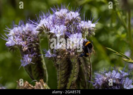 East Lothian, Schottland, Vereinigtes Königreich, 29. Juli 2021. Wetter in Großbritannien: Sonnenschein auf Ackerbau Pflanzen und Bienen: Ein Feld wird von einer voll blühenden Spitzenkultur (phacelia tanacetifolia) umgeben, die auch als violette oder blaue tansy bekannt ist und als Bestäuberanzieher fungiert. Die Blüten leben mit summenden Hummeln aller Sorten, einschließlich Weißschwanzhummeln Stockfoto