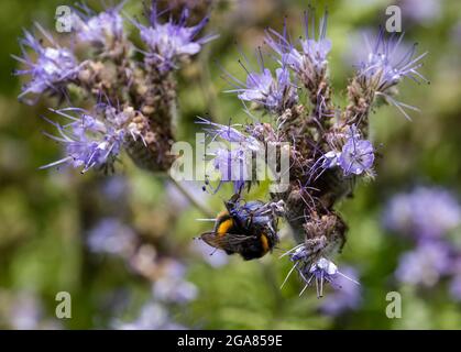 East Lothian, Schottland, Vereinigtes Königreich, 29. Juli 2021. Wetter in Großbritannien: Sonnenschein auf Ackerbau Pflanzen und Bienen: Ein Feld wird von einer voll blühenden Spitzenkultur (phacelia tanacetifolia) umgeben, die auch als violette oder blaue tansy bekannt ist und als Bestäuberanzieher fungiert. Die Blüten leben mit summenden Hummeln aller Sorten, einschließlich Weißschwanzhummeln Stockfoto