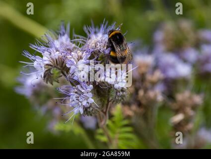 East Lothian, Schottland, Vereinigtes Königreich, 29. Juli 2021. Wetter in Großbritannien: Sonnenschein auf Ackerbau Pflanzen und Bienen: Ein Feld wird von einer voll blühenden Spitzenkultur (phacelia tanacetifolia) umgeben, die auch als violette oder blaue tansy bekannt ist und als Bestäuberanzieher fungiert. Die Blüten leben mit summenden Hummeln aller Sorten, einschließlich Weißschwanzhummeln Stockfoto