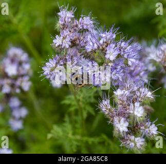 East Lothian, Schottland, Vereinigtes Königreich, 29. Juli 2021. Wetter in Großbritannien: Sonnenschein in der Landwirtschaft Pflanzen und Bienen: Ein Erntefeld wird von einer Deckpflanze aus Lacy Phacelia (Phacelia tanacetifolia) in voller Blüte umrandet, die auch als violetter oder blauer Tangrün bekannt ist und als Bestäuber-Attraktor fungiert. Die Blüten sind lebendig mit summenden Hummeln Stockfoto