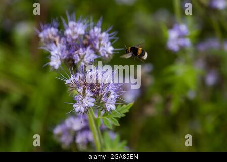 East Lothian, Schottland, Vereinigtes Königreich, 29. Juli 2021. Wetter in Großbritannien: Sonnenschein auf Ackerbau Pflanzen und Bienen: Ein Feld wird von einer voll blühenden Spitzenkultur (phacelia tanacetifolia) umgeben, die auch als violette oder blaue tansy bekannt ist und als Bestäuberanzieher fungiert. Die Blüten leben mit summenden Hummeln aller Sorten, einschließlich Weißschwanzhummeln Stockfoto